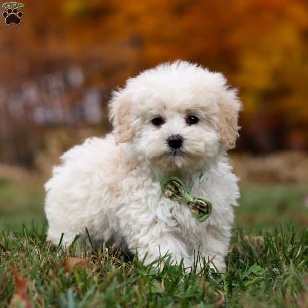 Teddy, Toy Poodle Puppy